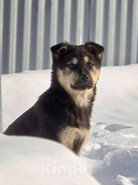 Собаки в Москве: Щенок Куна ищет дом Девочка, Бесплатно - фото 3
