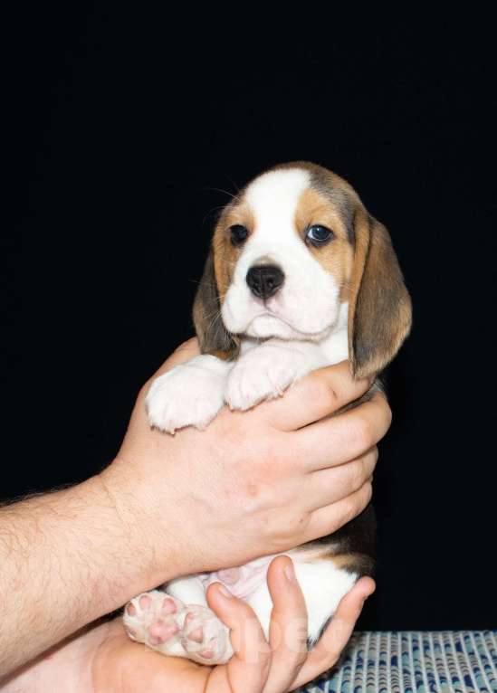 Собаки в Воронеже: Щенки бигля. Питомник Jewel Aleksandrina Мальчик, 50 000 руб. - фото 4