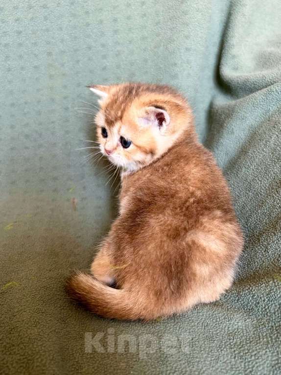 Кошки в Москве: Девочка Золотая плюшевая шиншилла Девочка, 25 000 руб. - фото 6