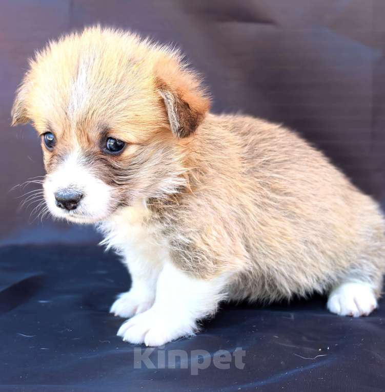 Собаки в Москве: Девочка вельш корги пемброк Девочка, 60 000 руб. - фото 5