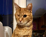 Кошки в Москве: Ласковый Пират - особенный кот с тяжелой судьбой ищет семью! Мальчик, 10 руб. - фото 1