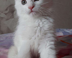 Кошки в Челябинске: Котята мэйн-кун, 15 000 руб. - фото 3