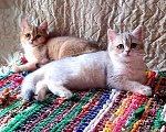 Кошки в Александровске-Сахалинском: Продажа, 7 500 руб. - фото 1