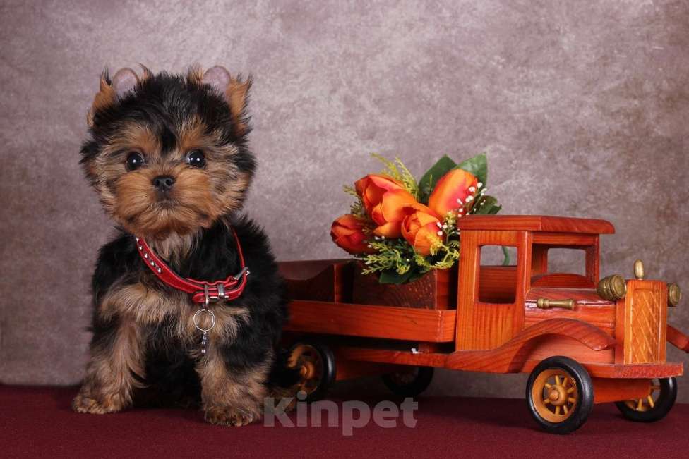 Собаки в Москве: Йоркширский курносый  красавчик Ярослав  РКФ Мальчик, 45 000 руб. - фото 2