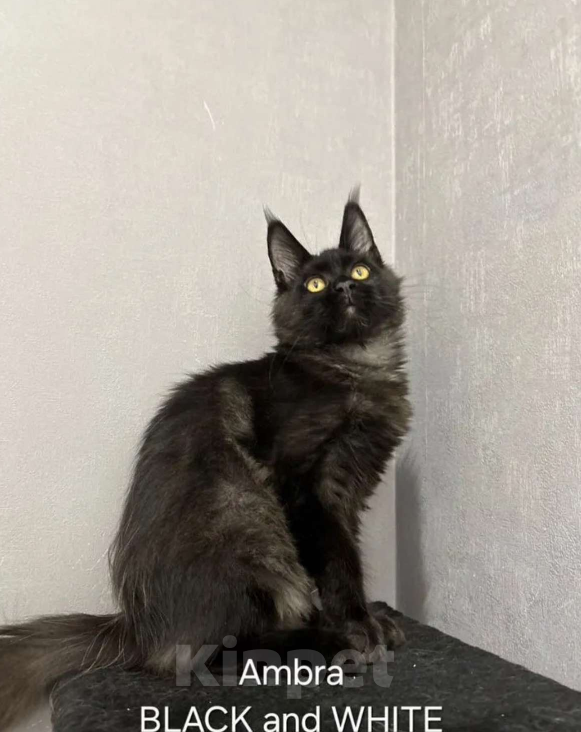 Кошки в Москве: Мейн-кун девочка из питомника Девочка, 15 000 руб. - фото 2