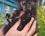 Кошки в Калуге: Котенок Девочка, Бесплатно - фото 2
