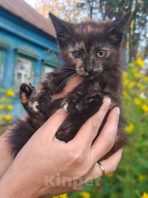 Кошки в Калуге: Котенок Девочка, Бесплатно - фото 2