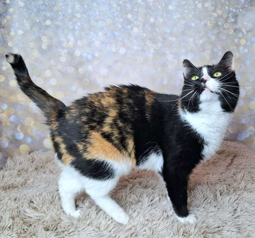 Кошки в Москве: Амалия будет на выставке-пристройстве в Москве Девочка, Бесплатно - фото 7