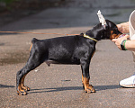 Собаки в Зеленограде: Кобель добермана 2 мес  Мальчик, 100 000 руб. - фото 5