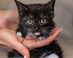 Кошки в Видном: Котенок девочка бесплатно Девочка, Бесплатно - фото 6