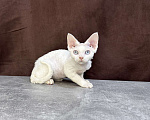 Кошки в Москве: белая кошечка девон рекс с голубыми глазами Девочка, 90 000 руб. - фото 2