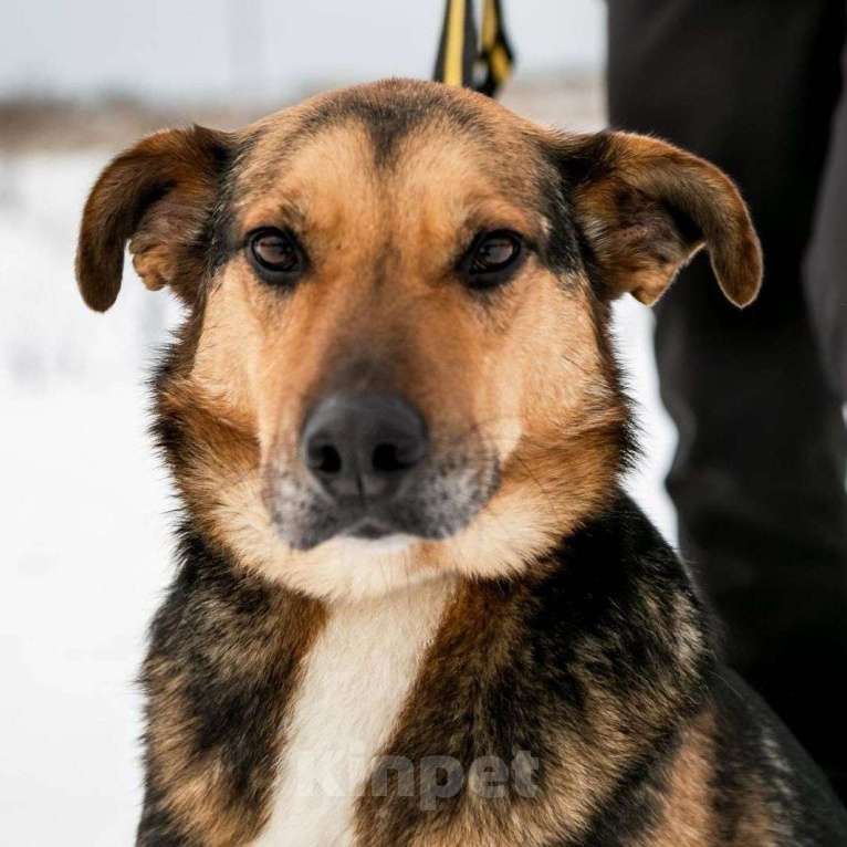 Собаки в Москве: Надежный  и золотой пес ждет свою семью. Мальчик, 10 руб. - фото 3