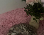 Кошки в Москве: Бенгальский котёнок Девочка, 24 900 руб. - фото 3
