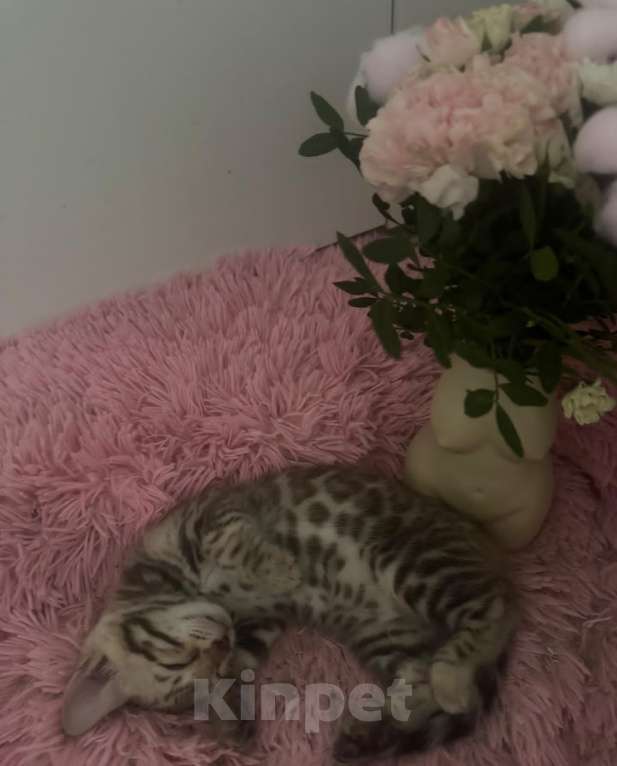 Кошки в Москве: Бенгальский котёнок Девочка, 24 900 руб. - фото 3