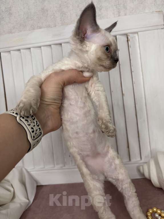 Кошки в Ростове-на-Дону: Котенок Девон-рекс Мальчик, 80 000 руб. - фото 3