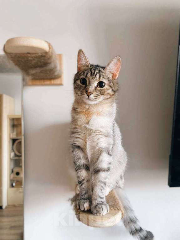 Кошки в Балашихе: Груша Девочка, Бесплатно - фото 3