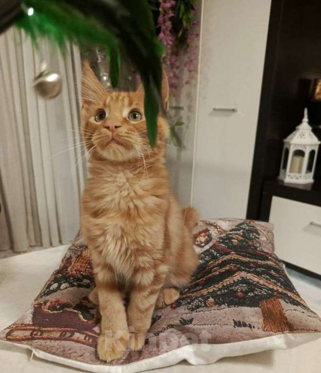 Кошки в Санкт-Петербурге: котенок мейн-кун# Мальчик, 45 000 руб. - фото 5