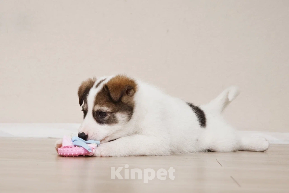 Собаки в Лосином-Петровском: Маршал якутенок Мальчик, Бесплатно - фото 4