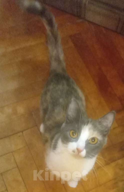 Кошки в Москве: Трёхцветная анатолийская кошечка Девочка, Бесплатно - фото 4