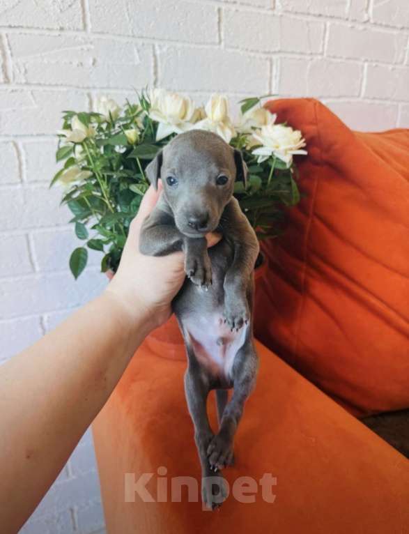 Собаки в других городах Тульской области: Левретка Мальчик, 100 000 руб. - фото 10