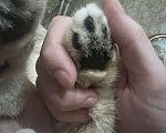 Кошки в Назрани: Золотая шиншилла, чистокровная британка Девочка, 45 000 руб. - фото 5