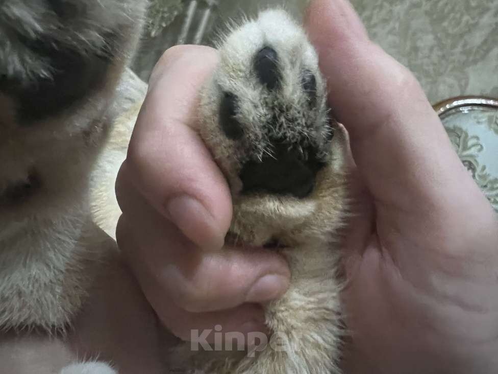 Кошки в Назрани: Золотая шиншилла, чистокровная британка Девочка, 45 000 руб. - фото 5