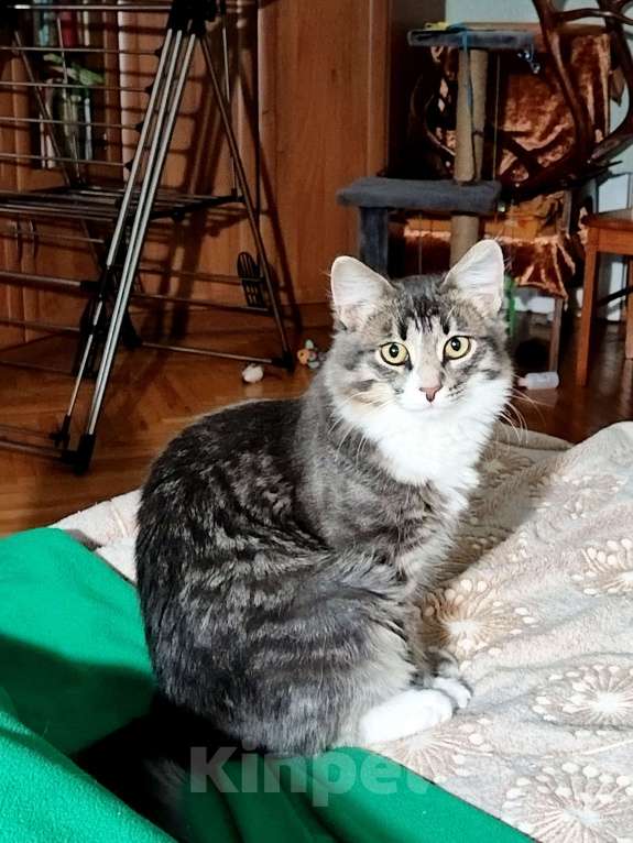 Кошки в Москве: Котенок Барсик в добрые руки Мальчик, Бесплатно - фото 4