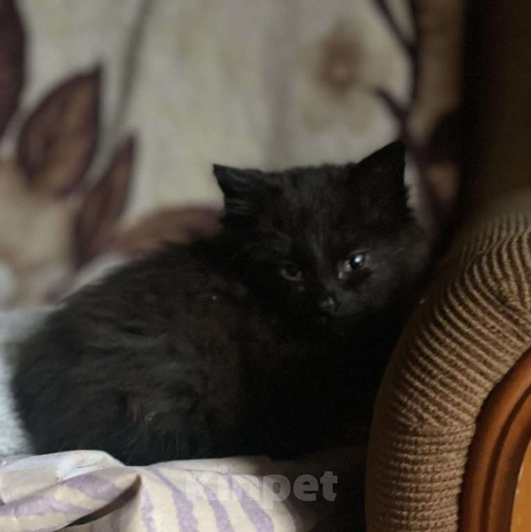 Кошки в других городах Московской области: Трехмесячные котята в добрые руки Мальчик, Бесплатно - фото 3