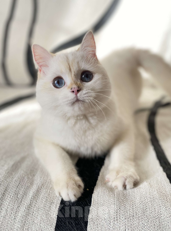 Кошки в Москве: Шотландский котенок  Девочка, 25 000 руб. - фото 1