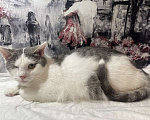 Кошки в Москве: Одноглазый котенок Базилик — никто не хочет взять его домой Мальчик, 1 руб. - фото 4