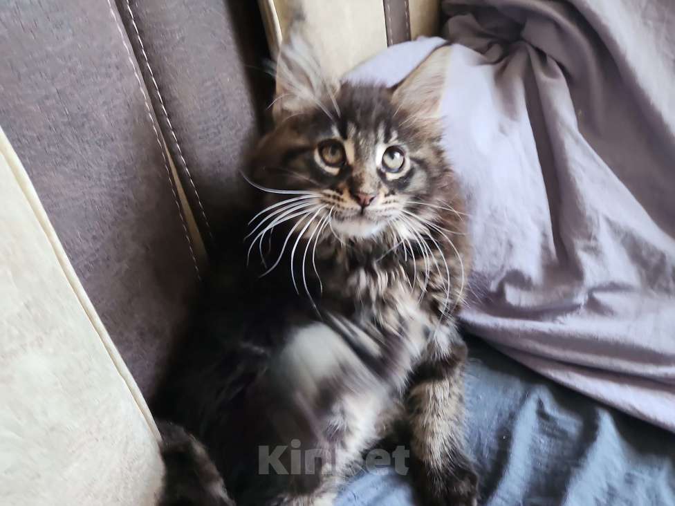 Кошки в Москве: Мейнкун Мальчик, 25 000 руб. - фото 2