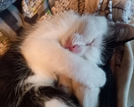 Кошки в Рязани: Отдаем котенка Девочка, Бесплатно - фото 3