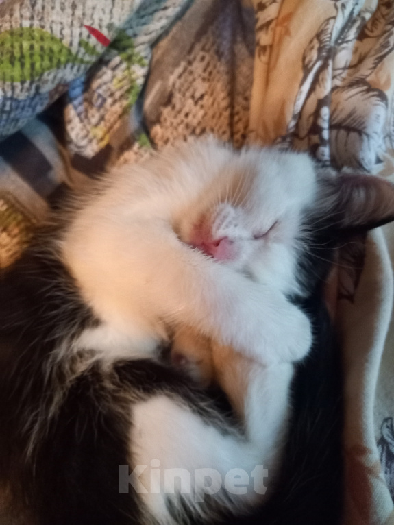 Кошки в Рязани: Отдаем котенка Девочка, Бесплатно - фото 3