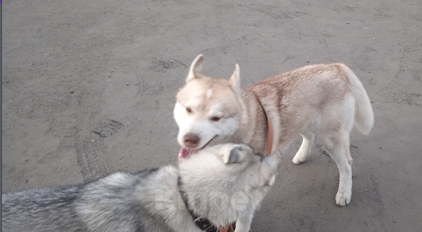 Собаки в Омске: Вязка  Мальчик, 10 000 руб. - фото 3