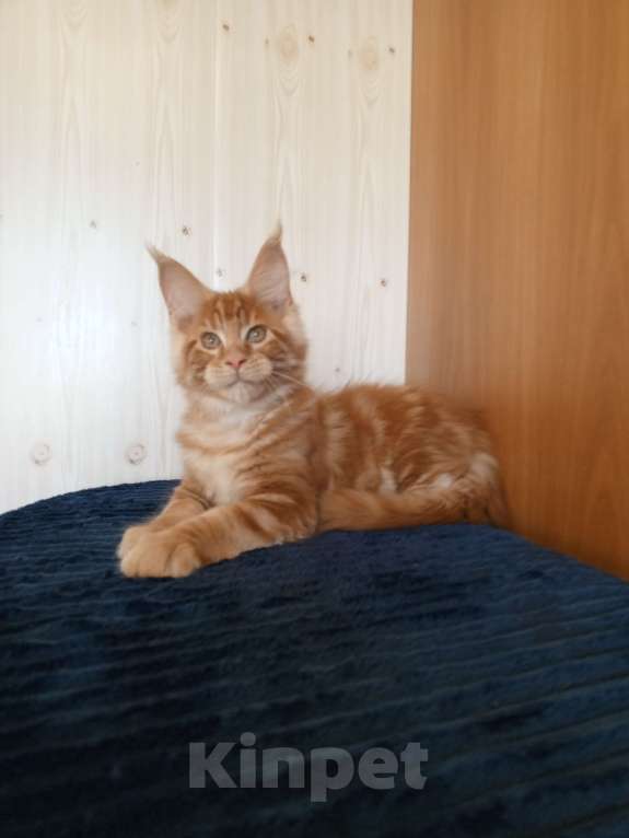 Кошки в Владимире: Рыжее солнышко Мальчик, 60 000 руб. - фото 6