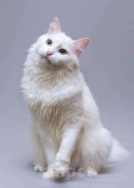 Кошки в Москве: Нежный ласковый котик Никита в добрые руки Мальчик, Бесплатно - фото 7