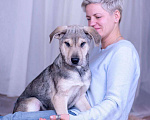 Собаки в Ногинске: Монти - харизматичен, умен, фотогеничен Мальчик, Бесплатно - фото 6