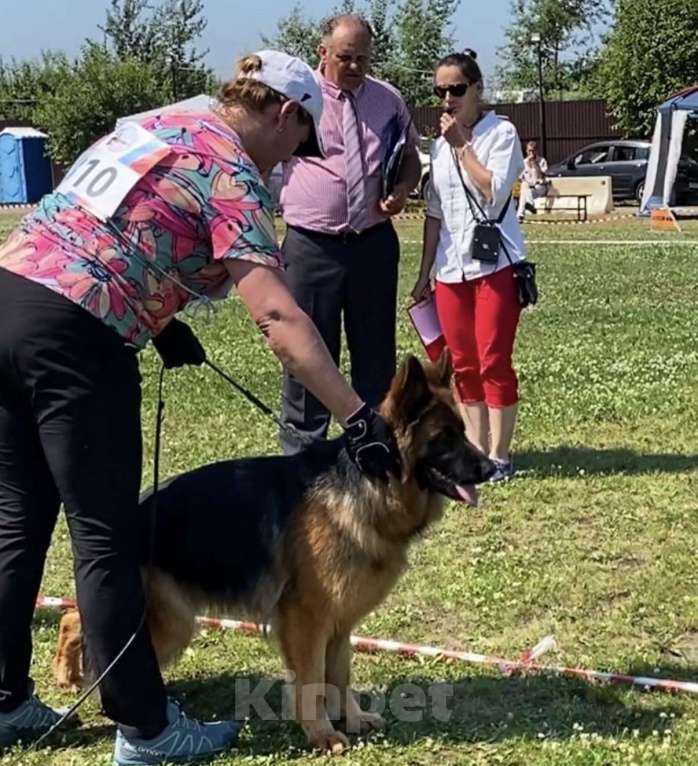 Собаки в Балашихе: яркий щенок немецкой овчарки длиношерстный Мальчик, 70 000 руб. - фото 4
