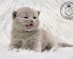 Кошки в Люберцах: Британский котенок Девочка, 60 000 руб. - фото 1