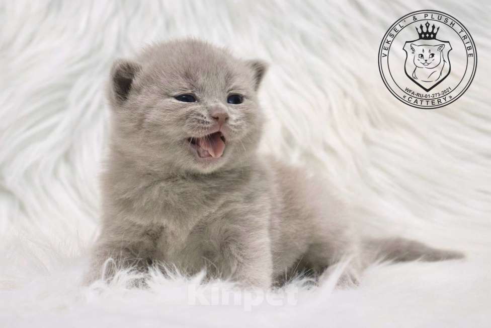 Кошки в Люберцах: Британский котенок Девочка, 60 000 руб. - фото 1