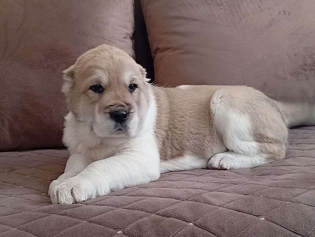 Девочка САО