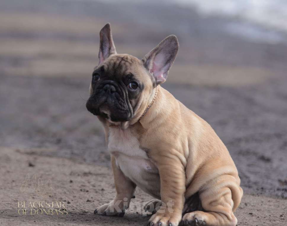Собаки в Ртищево: Щенки французского бульдога Мальчик, 80 000 руб. - фото 1
