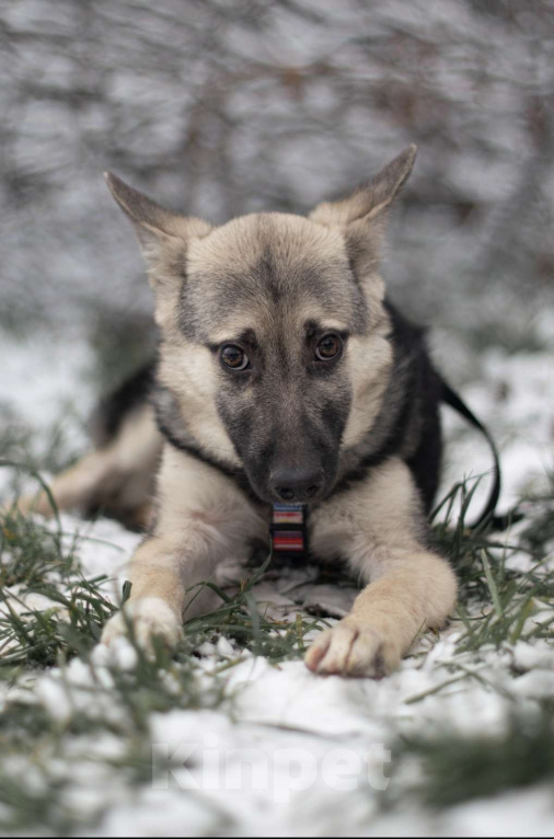 Собаки в Москве: Финик Мальчик, Бесплатно - фото 1