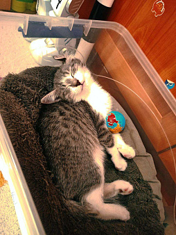 Котенок девочка