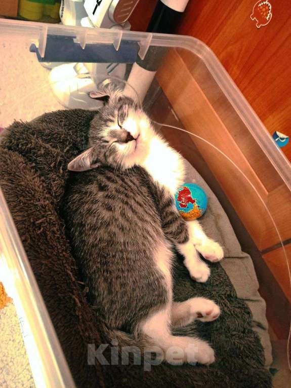 Кошки в Москве: Котенок девочка Девочка, Бесплатно - фото 1