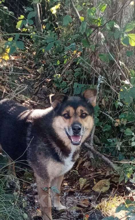Собаки в других городах Краснодарского края: Метис маламута в дар с доставкой Мальчик, Бесплатно - фото 2