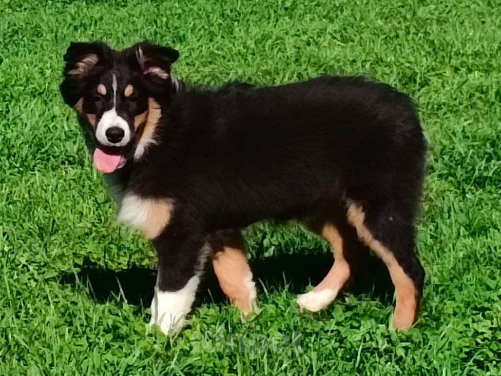 Собаки в Твери: Щенки австралийской овчарки (аусси) 4 мес Девочка, 30 000 руб. - фото 5