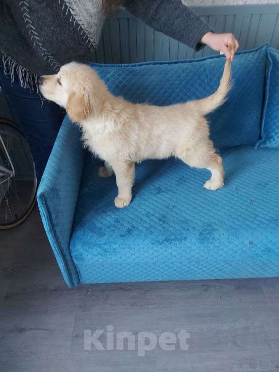 Собаки в Москве: Породистые щенки голден ретривер от российских и международных чемпионов Мальчик, 60 000 руб. - фото 4