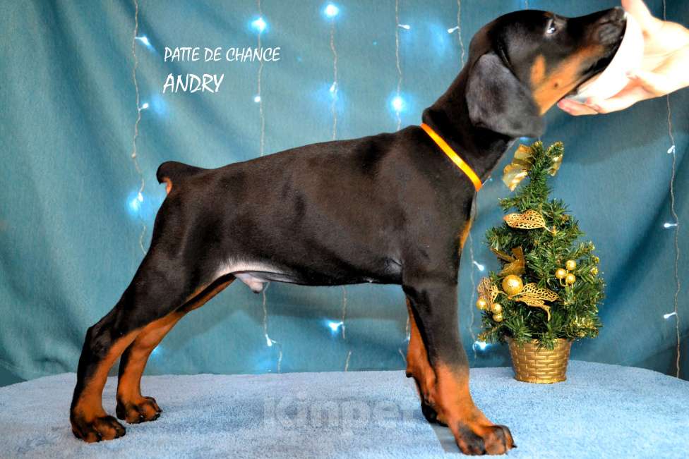 Собаки в Санкт-Петербурге: Щенок добермана Андрэ Мальчик, 90 000 руб. - фото 3