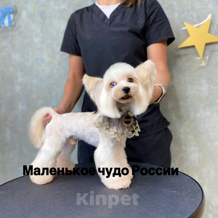 Собаки в Москве: Голубоглазый белый йорк мальчик мраморный Мальчик, 65 000 руб. - фото 9